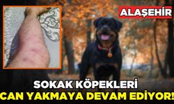 Alaşehir'de sahipsiz köpek saldırısına uğrayan kişi yaralandı