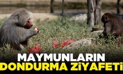 Dünya Dondurma Günü'nde maymunlara ziyafet