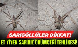 Sarıgöl'de Sarıkız örümceği tehlikesi!