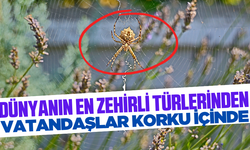 Loplu örümcek Türkiye'de bir kez daha görüldü