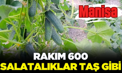 Manisa'da kornişon salatalıklar çiftçinin yüzünü güldürüyor