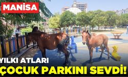 Manisa'da yılkı atları merkeze indi!