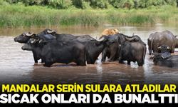 Sıcaktan bunalan mandalar kendini nehre atta