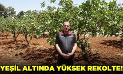 Antep fıstığı üreticinin yüzünü güldürüyor!