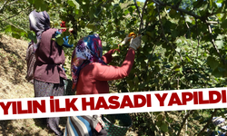 2024 yılı fındık hasadı başladı