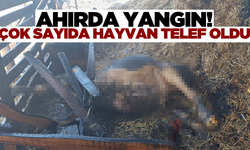 Antalya'da ahırda yangın: Çok sayıda hayvan telef oldu!