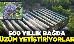 Ata mirası üzüm bağında yetiştiricilik yapıyorlar