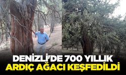 Denizli'de keşfedildi! 700 yıllık ardıç ağacı