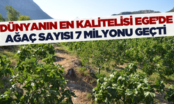 Dünyanın en kaliteli incirlerinin yetiştiği Aydın'da ağaç sayısı 7 milyonu aştı