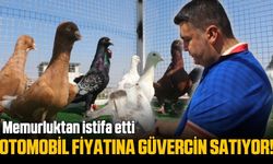 Memurluktan güvercin krallığına