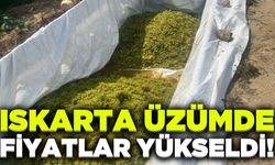 Iskarta üzüm fiyatları yükseldi