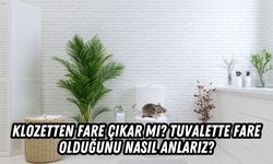 Klozetten Fare Çıkar mı? Tuvalette Fare Olduğunu Nasıl Anlarız?