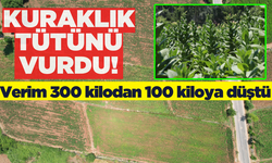 Kuraklık tütün üretimini de vurdu