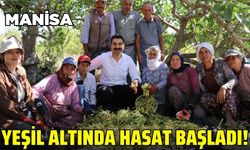 Manisa'da antep fıstığı hasadı başladı!