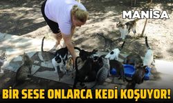 Manisa'da İngilizce öğretmeni 70'ten fazla kediye bakıyor!