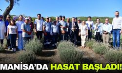 Manisa'da lavanta hasadı başladı!