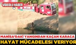 Manisa'daki yangından kaçan karaca yorgun ve bitkin halde bulundu