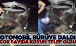 Otomobil koyun sürüsüne daldı