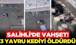 Salihli'de bir kişi 3 yavru kediyi fırça sapıyla öldürdü