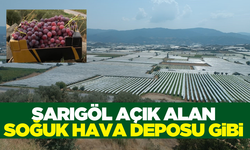 Sarıgöl'de örtülü bağlar adeta soğuk hava deposu gibi