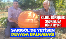 Sarıgöl'de yetişen devasa balkabakları festivali bekliyor