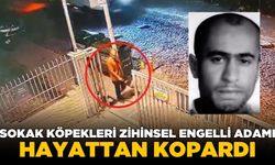 Sokak köpekleri dehşet saçtı! Zihinsel engelli adam hayatını kaybetti