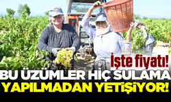 Susuz yetişen üzümde hasat zamanı