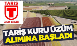 TARİŞ kuru üzüm alımına başladı!