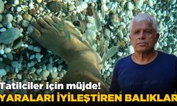 Akdeniz'in doktor balıkları görev başında