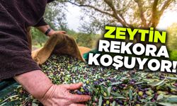 Zeytin ihracatı yüz güldürüyor