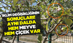 Ağacın dalında meyveler ve çiçekler bir arada