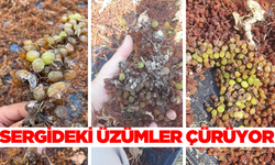 Alaşehir’de sergilerdeki üzümler çürüme riskiyle karşı karşıya