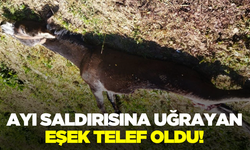 Ayının saldırısına uğrayan eşek telef oldu