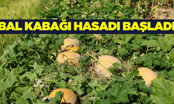 Bal kabağı hasadı başladı