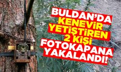 Buldan'da kenevir yetiştiren iki kişi fotokapana yakalandı