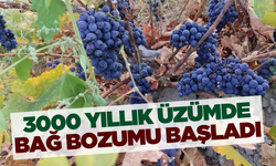 Coğrafi İşaretli Erciş üzümünün bağ bozumu başladı