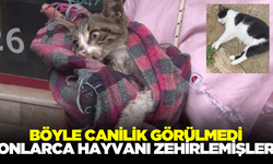 Çok sayıda hayvanı zehirlediler