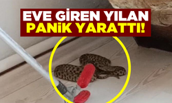 Eve giren yılanı ekipler dışarı çıkardı