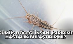 Gümüş böceği insanı ısırır mı? Hastalık bulaştırır mı?