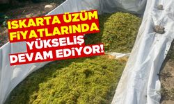 Iskarta üzüm fiyatlarında yükseliş devam ediyor