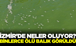 İzmir Körfezi'nde binlerce ölü balık görüldü