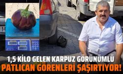 Karpuz görünümlü patlıcan görenleri şaşırtıyor!