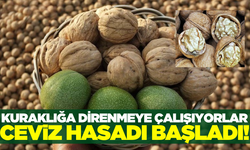 Kuraklığa rağmen cevizde hasat başladı!