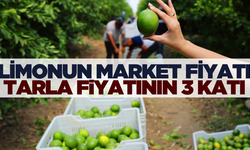 Limonun pazar fiyatı tarlanın neredeyse 3 katı