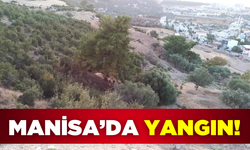 Manisa Şehzadeler'de ot yangını!