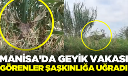 Manisa'da görülen geyik şaşkınlık yarattı