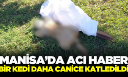 Manisa'da Vahşi Olay! 4 Bacağı kesilmiş Kedi Cesedi Bulundu