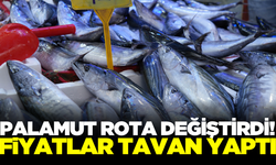 Palamut rota değiştirdi! Fiyatlar katlandı