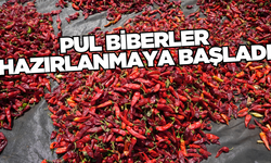 Pul biberlerde kurutma hazırlığı başladı