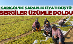 Şaraplık fiyatı düştü! Sergiler üzümle doldu